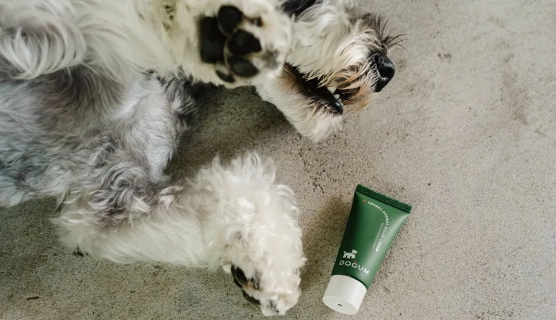 狗狗趾间炎传染