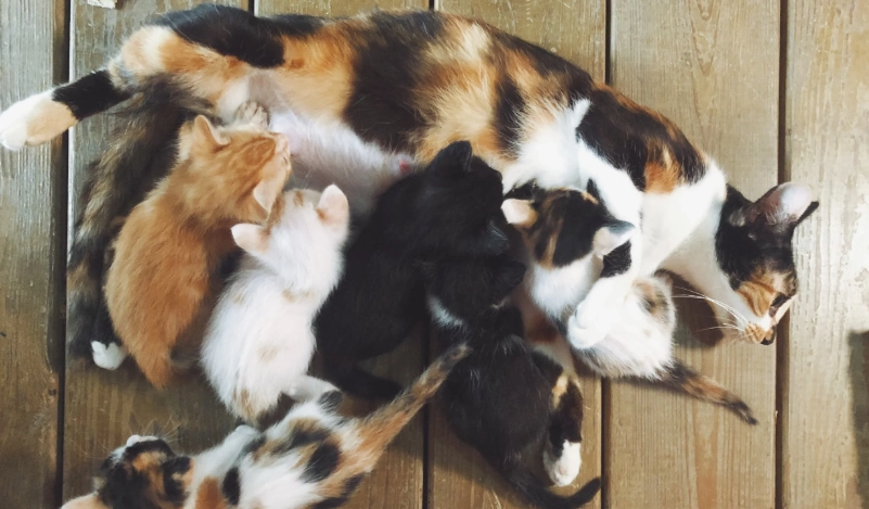 領養貓準備工作