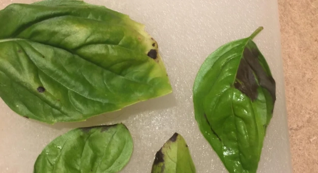 九層塔病害防治 九層塔病害防治