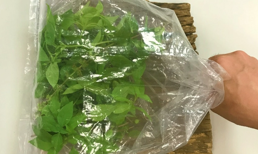 乾炒九層塔技巧