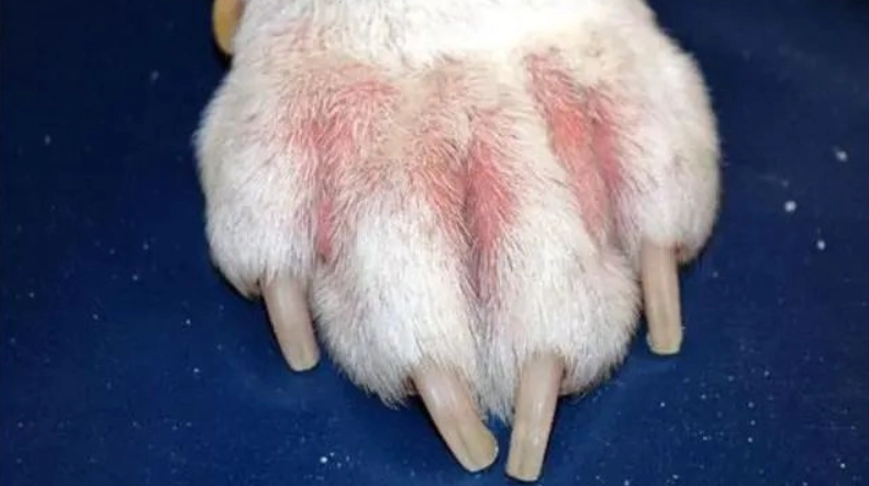 狗狗趾间炎传染