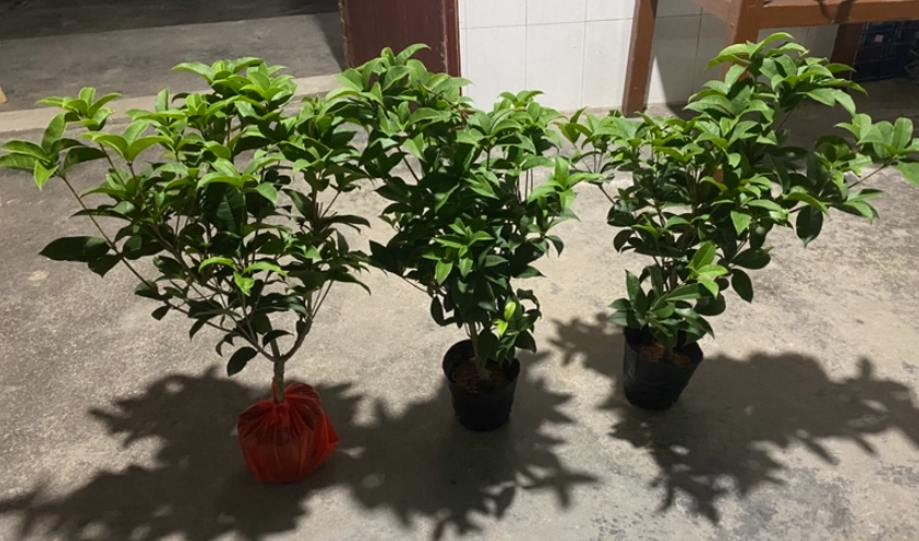 桂花種植注意事項