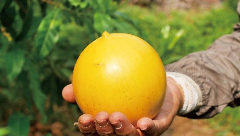 黃金果營養價值