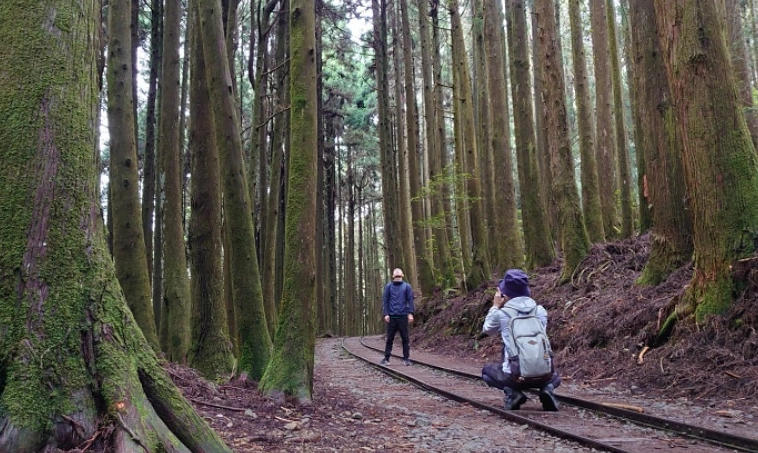 阿裡山旅遊攻略
