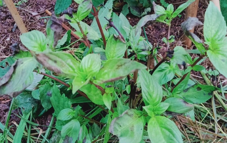 九層塔葉子發黑原因 九層塔葉子發黑原因