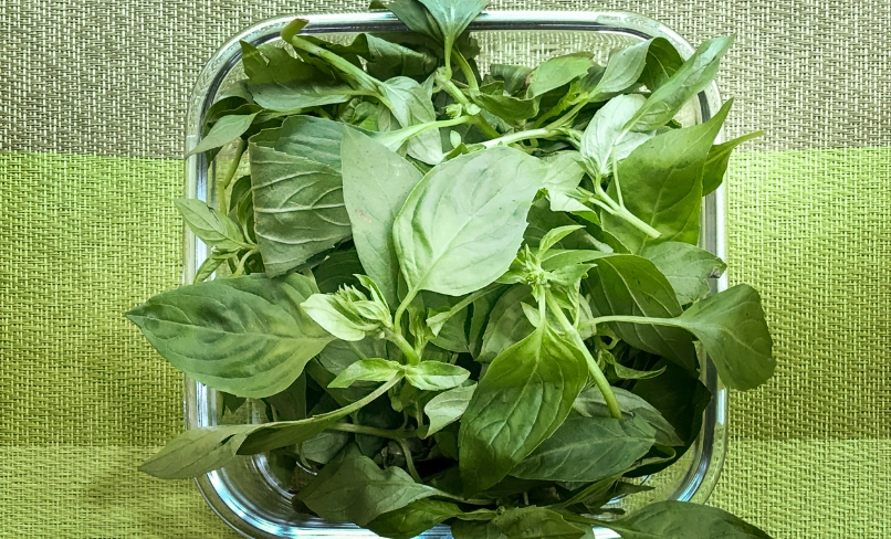 九層塔保存方法