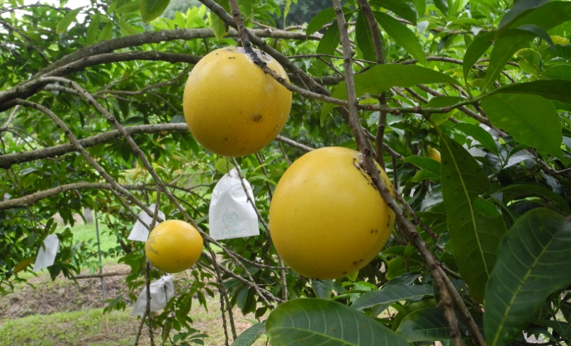 黃金果營養價值