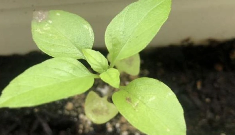 九層塔病害防治 九層塔病害防治