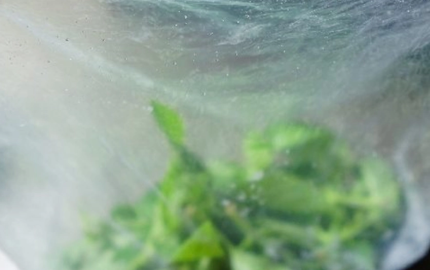 九層塔冷凍保存