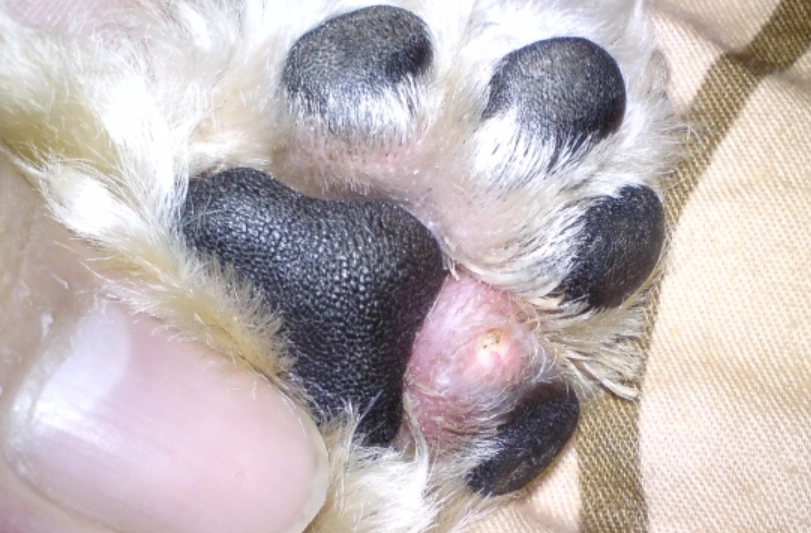 紅黴素軟膏使用方法