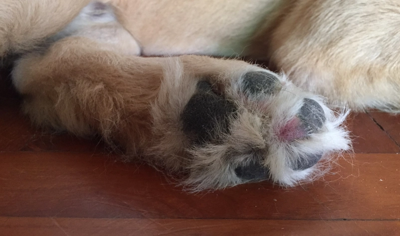 狗狗趾间炎传染