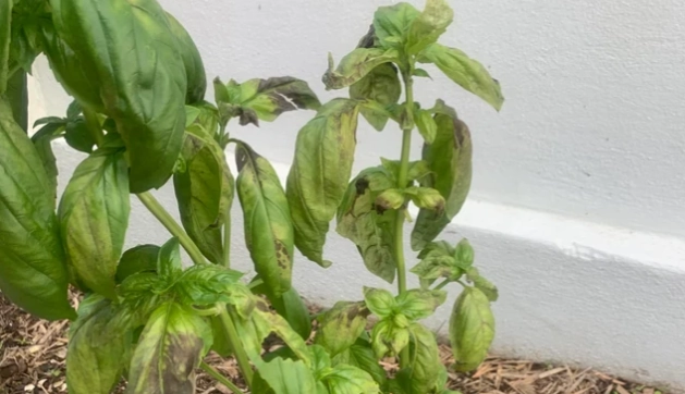 九層塔葉子發黑原因 九層塔葉子發黑原因