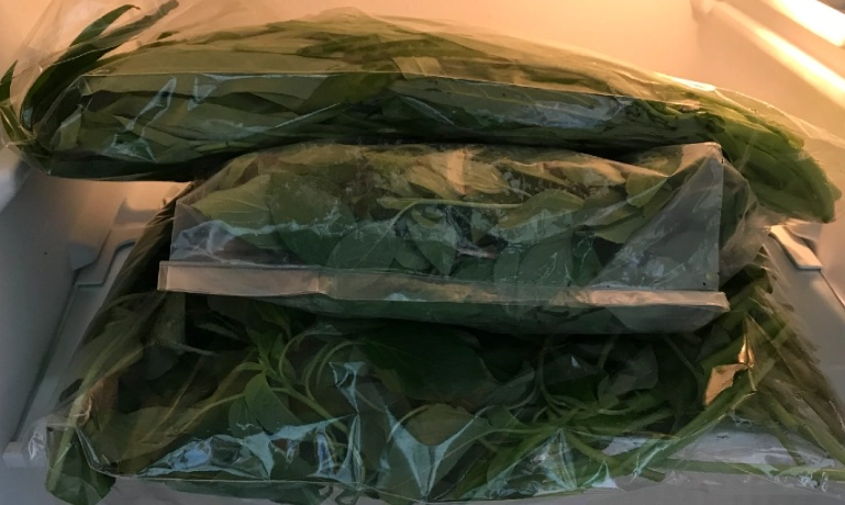 九層塔保存方法