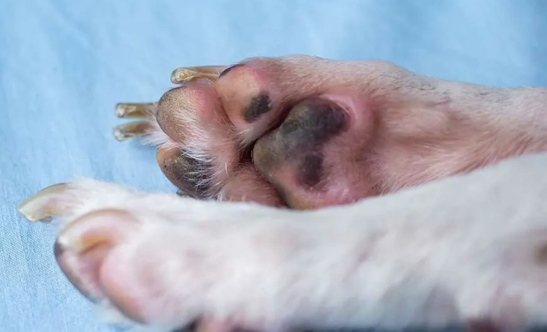 狗趾間炎治療