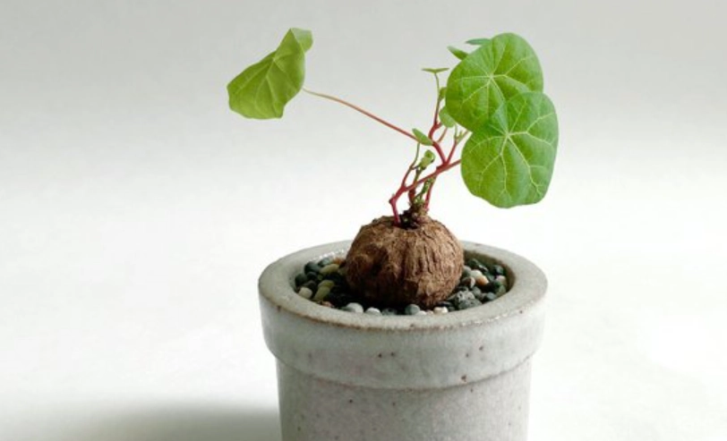 圓葉山烏龜飼養