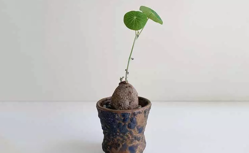 紅藤山烏龜特徵