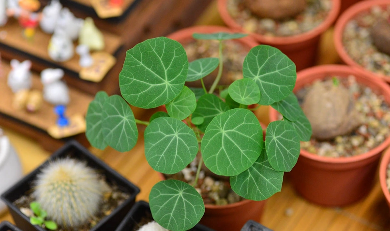 紅藤山烏龜特徵