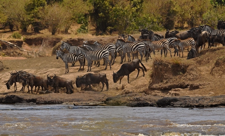 動物大遷徙時間