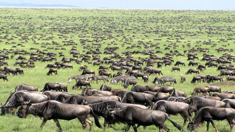 動物大遷徙最佳時間