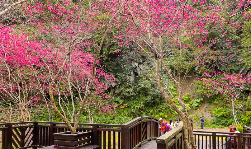 櫻花季宜蘭 櫻花季宜蘭