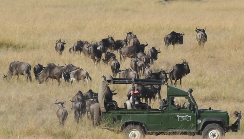 動物大遷徙時間