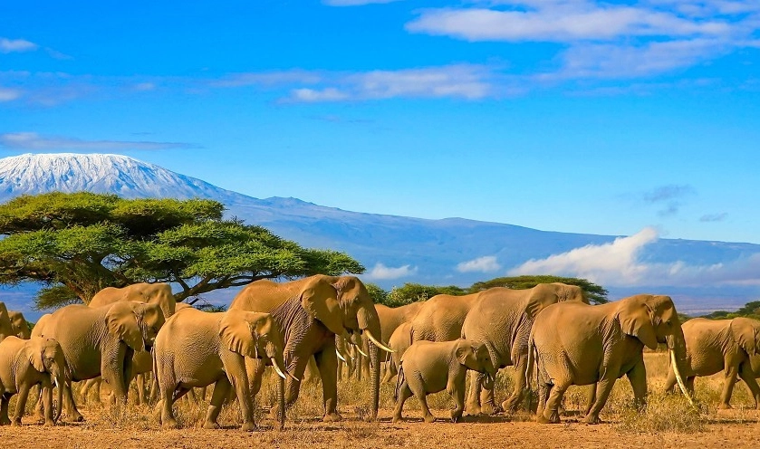 動物大遷徙時間