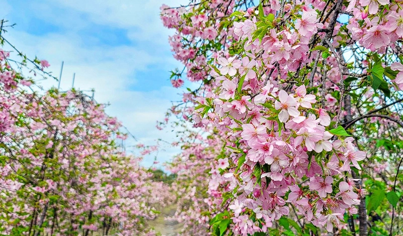 宜蘭賞櫻景點