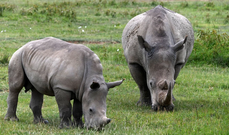 動物大遷徙最佳時間