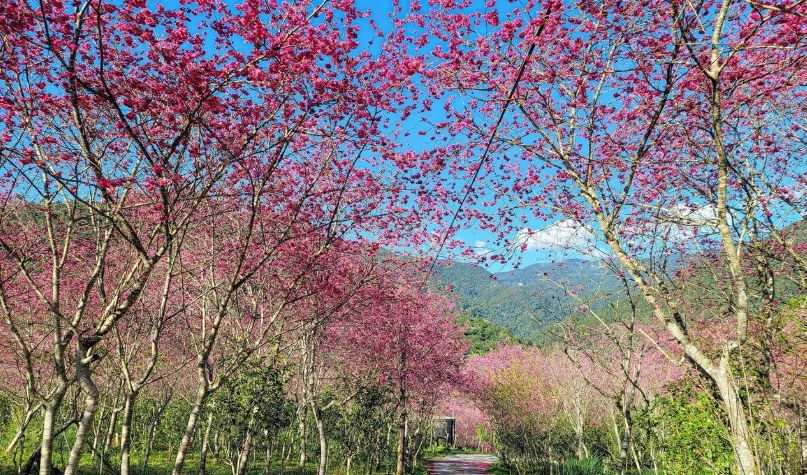 櫻花季宜蘭 櫻花季宜蘭