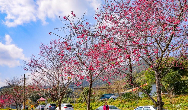 宜蘭賞櫻 宜蘭賞櫻