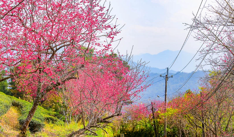 櫻花季宜蘭 櫻花季宜蘭