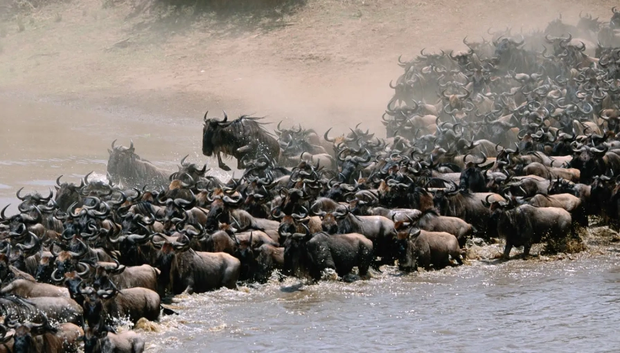 動物大遷徙時間