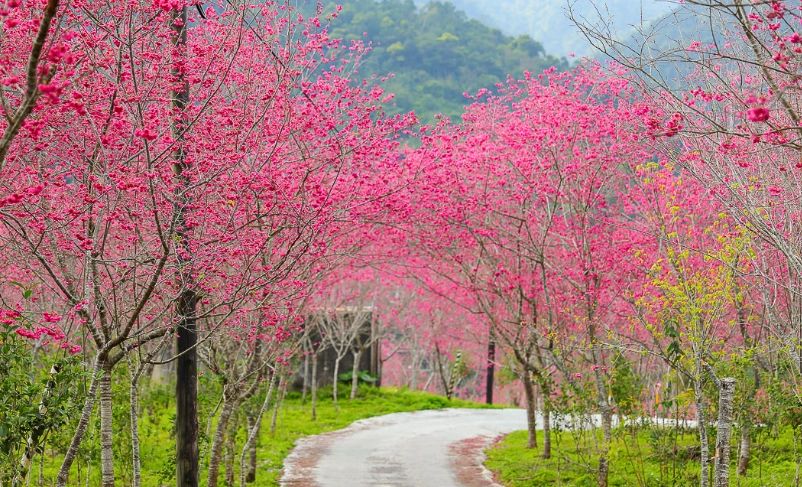 櫻花季宜蘭 櫻花季宜蘭