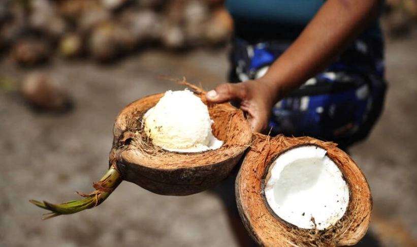 椰子油漱口風險