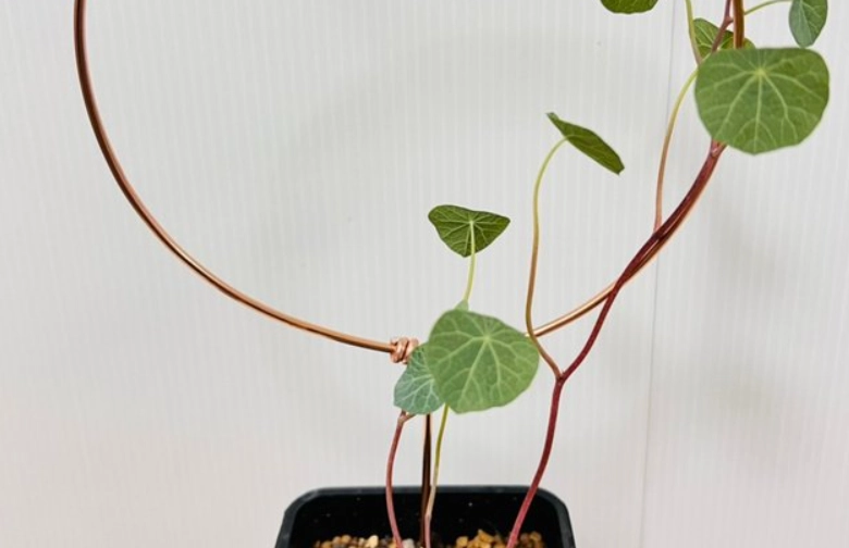 圓葉山烏龜飼養