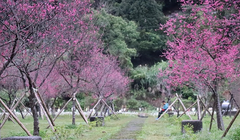 宜蘭賞櫻 宜蘭賞櫻