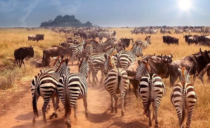 動物大遷徙最佳時間