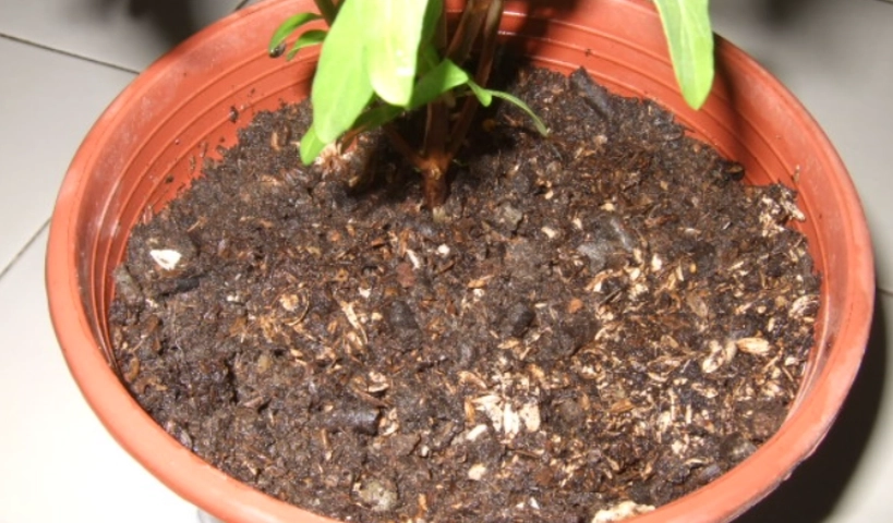 九層塔 土壤 配方