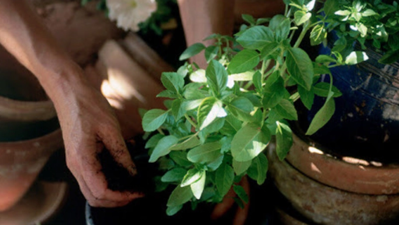 九層塔種植技巧