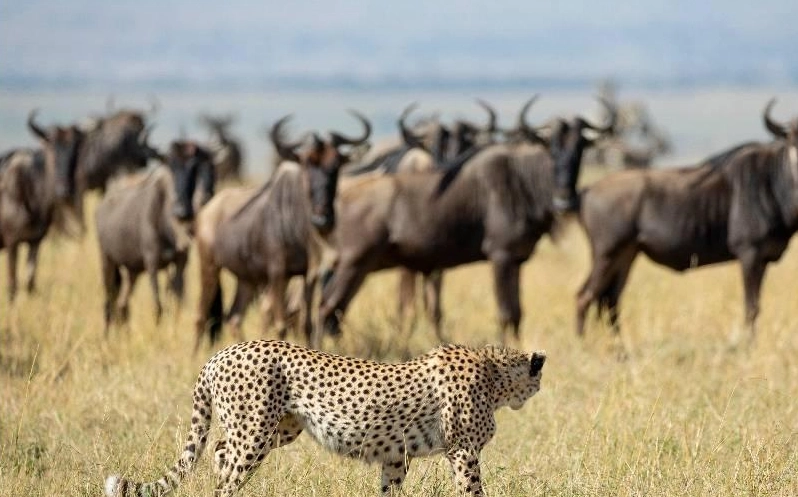 肯亞動物大遷徙