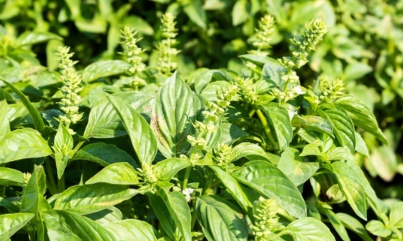 冬季 九層塔 栽培方法