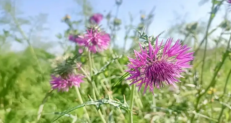 水飛薊保肝 水飛薊保肝