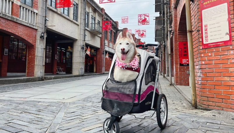 宜蘭寵物友善景點 宜蘭寵物友善景點