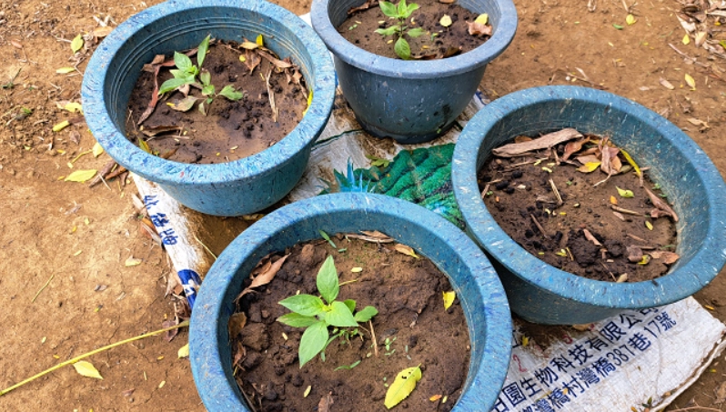 冬季 九層塔 栽培方法