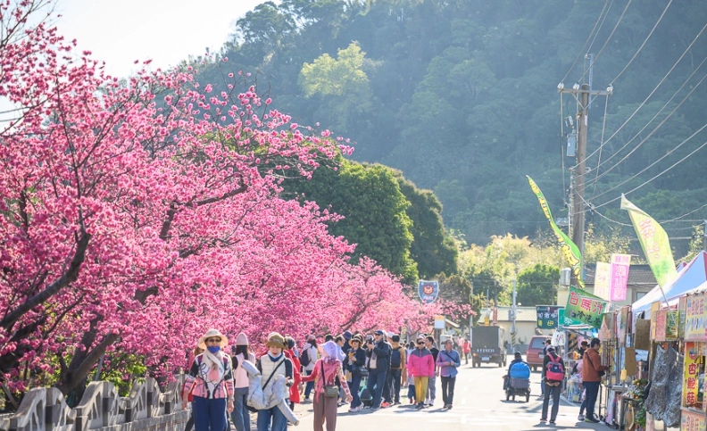 台中賞櫻景點