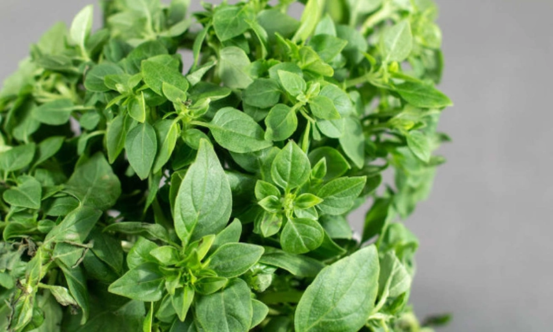 九層塔 冬天 種植