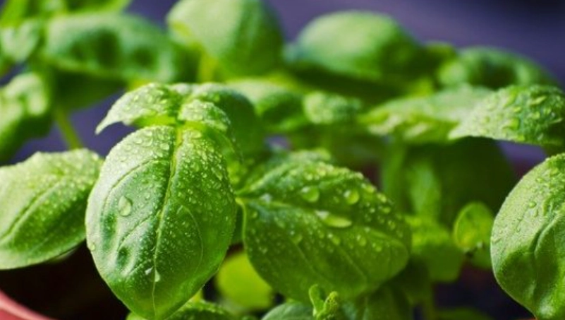 九層塔種植技巧