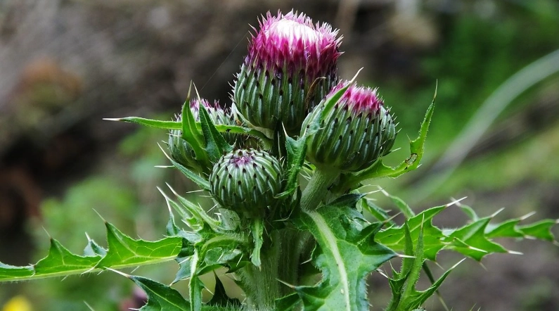 水飛薊功效 水飛薊功效
