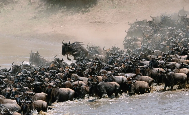 動物大遷徙月份