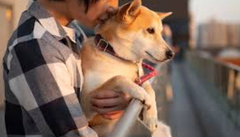 寵物離世心理調適 寵物離世心理調適